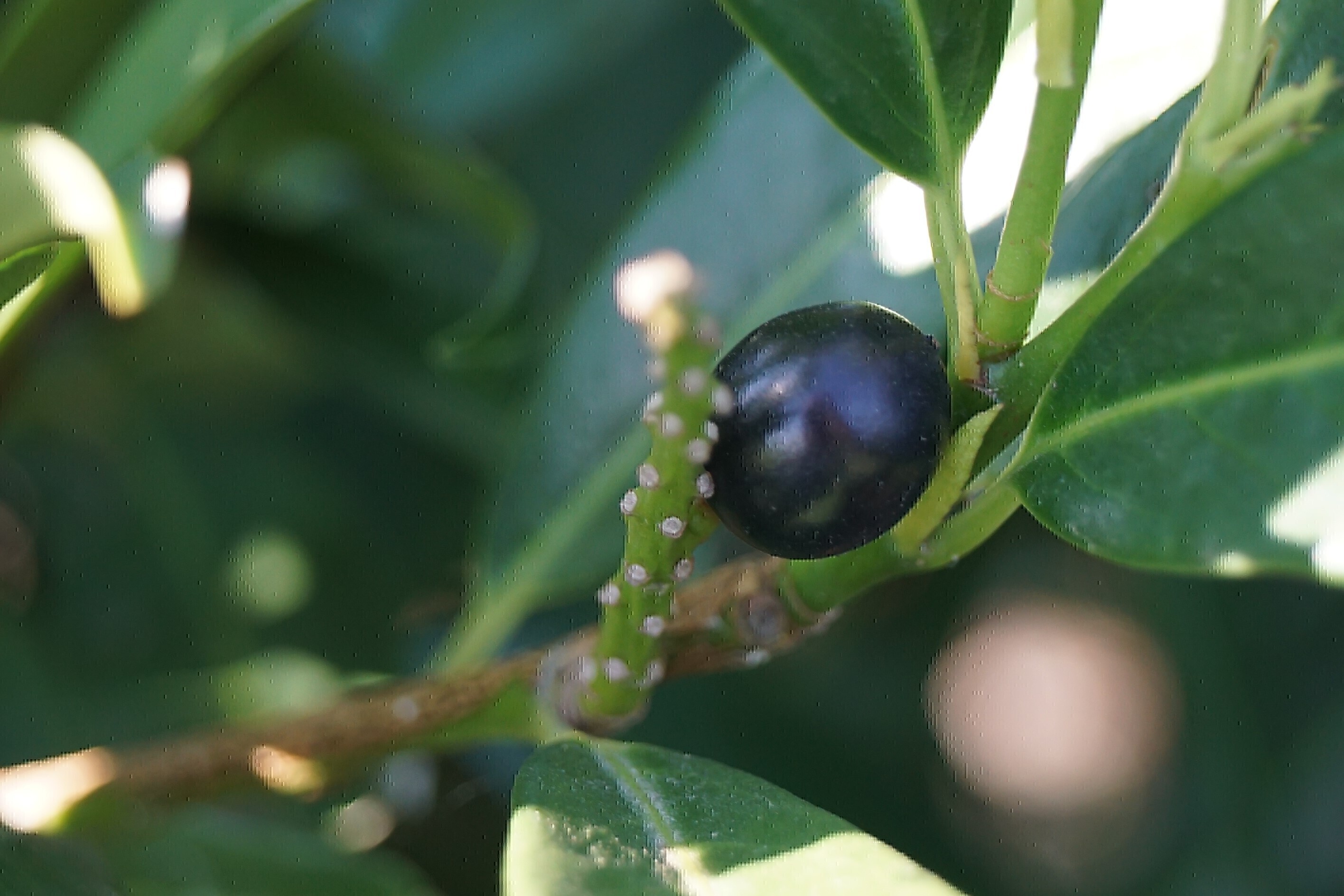 Prunus laurocerasus 'Otto Luyken' (6)